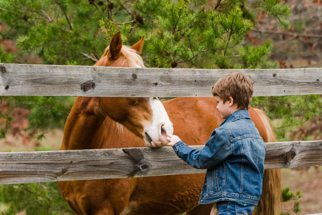 Child feeding horses
