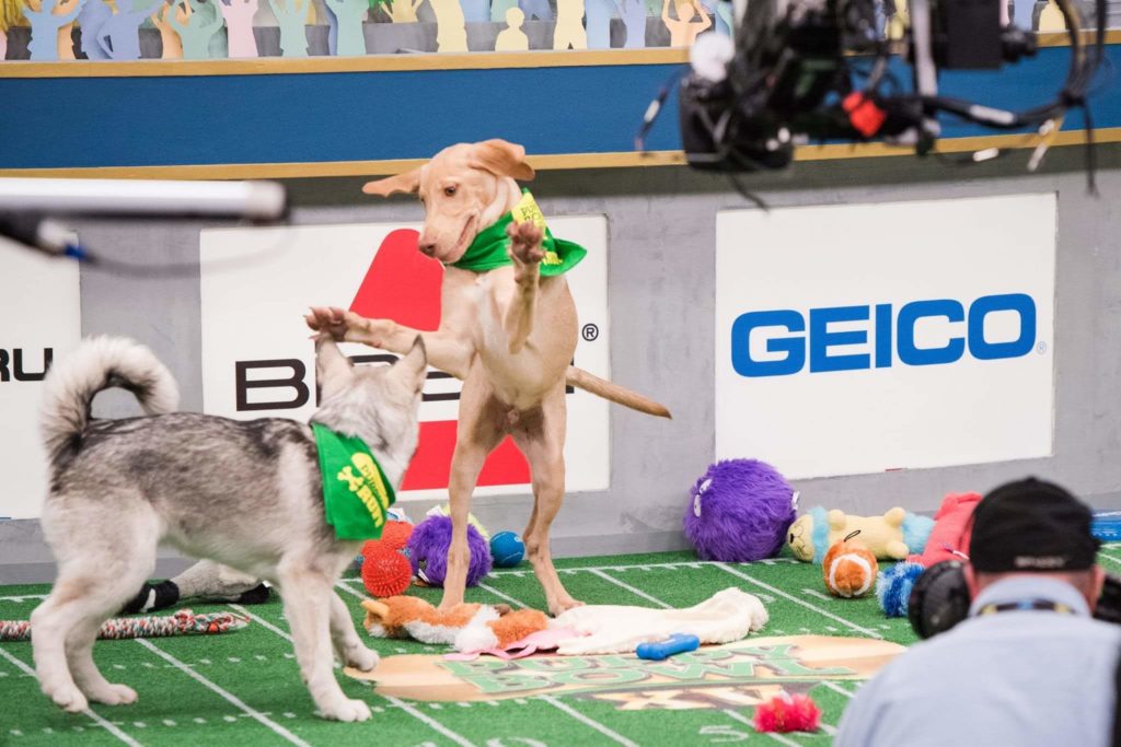 Hank on the field at Puppy Bowl IV