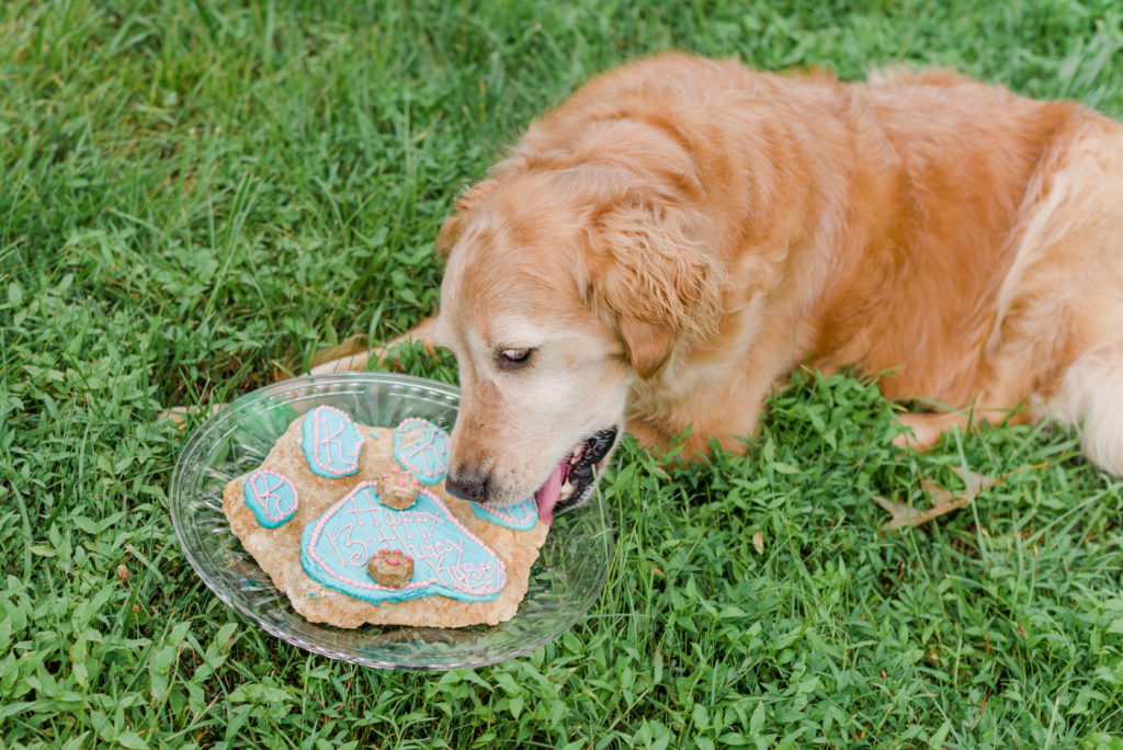 Kasey the dog eating her birthday pupcake
