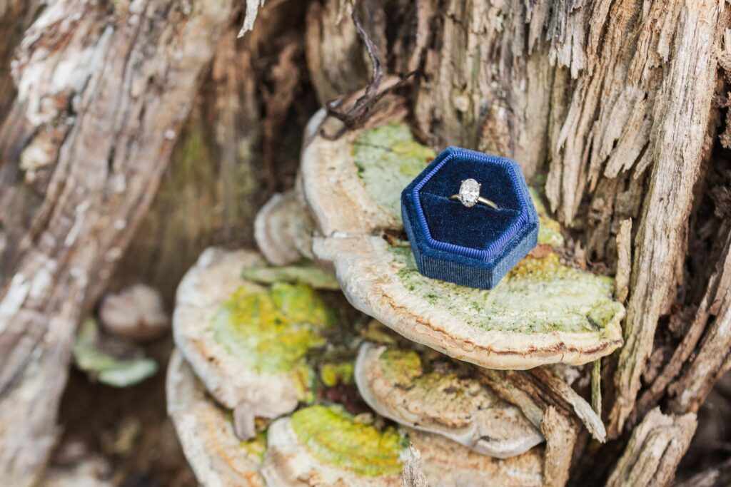 engagement ring on mushroom in tree stump