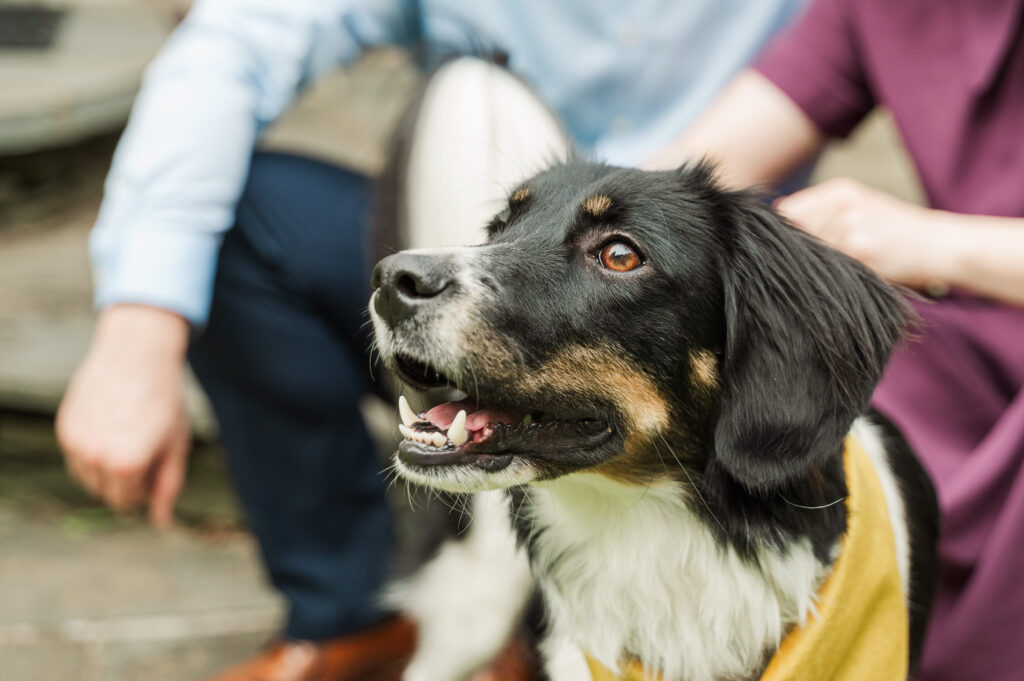 Chelsea and Alex with their dog Sidney at Alex’s mom’s house before their Huntley Meadows engagement photos.