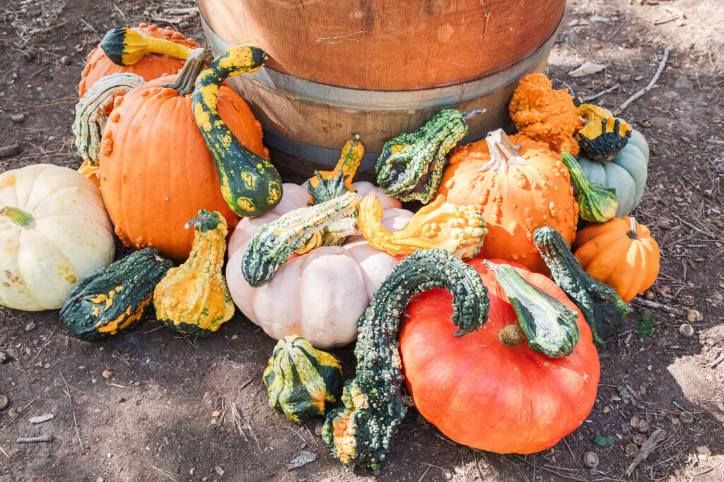 Ceremony details at Knight's Gambit Vineyard