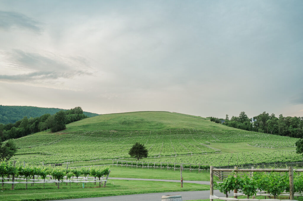 Veritas Vineyard