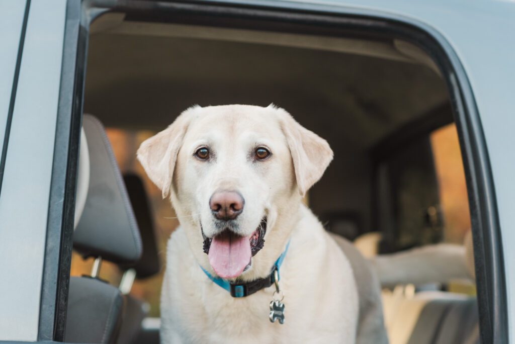 Golden Retriever standing in truck